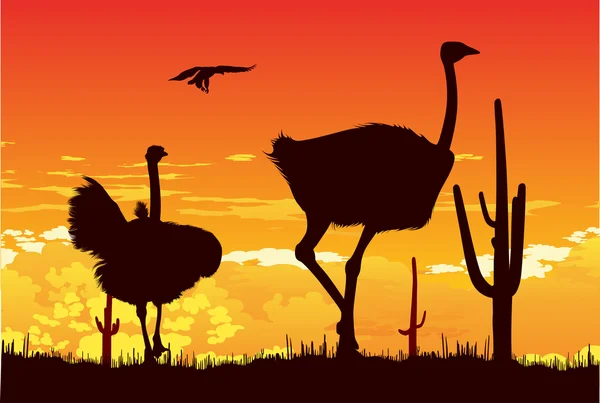 Wild ostriches among the cacti — Stock Photo, Image