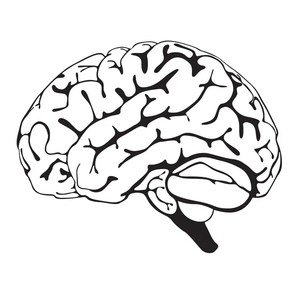 Σχεδίασης closeup εγκεφάλου — Φωτογραφία Αρχείου