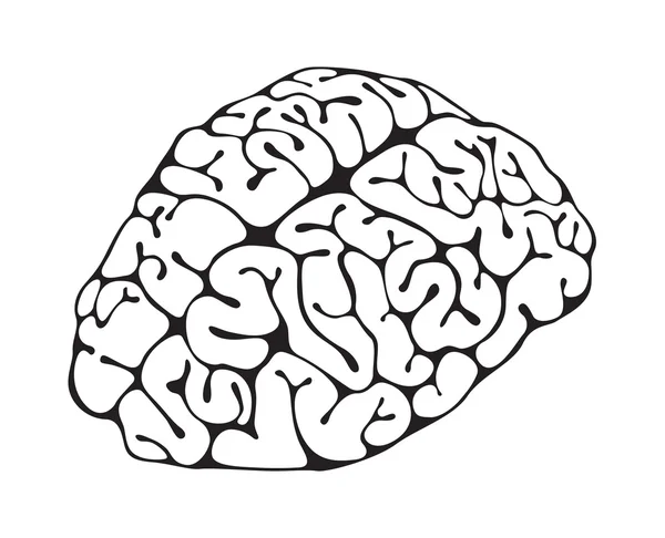 Σχήμα closeup εγκεφάλου — Φωτογραφία Αρχείου