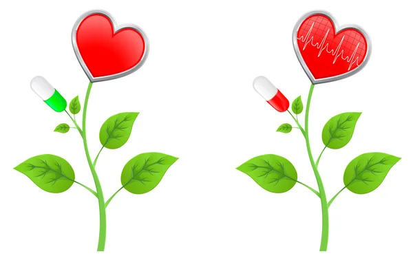 Zelený stonek s listy s červeným srdcem a diagram — Stock fotografie