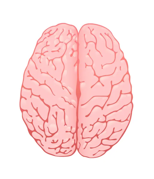 Cérebro rosa uma visão superior — Fotografia de Stock