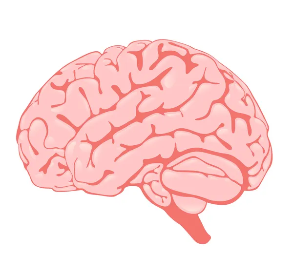 Cérebro rosa a vista lateral — Fotografia de Stock