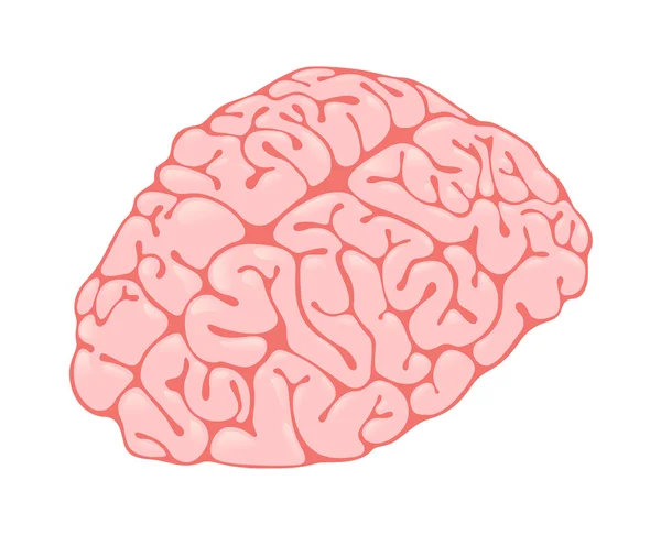 Рожевий вертикальний вигляд мозку — стокове фото