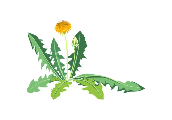Flores dente-de-leão com folhas verdes — Fotografia de Stock