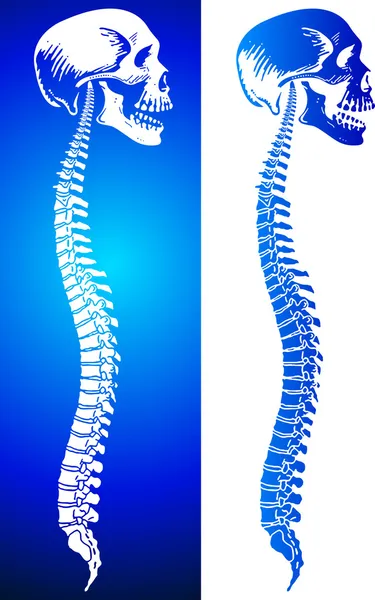 Espina dorsal — Vector de stock