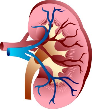 Kidney logo clipart