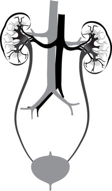 Art kidney clipart