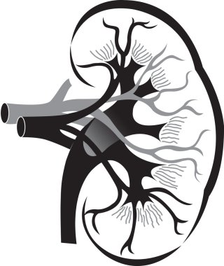 Kidney logo clipart