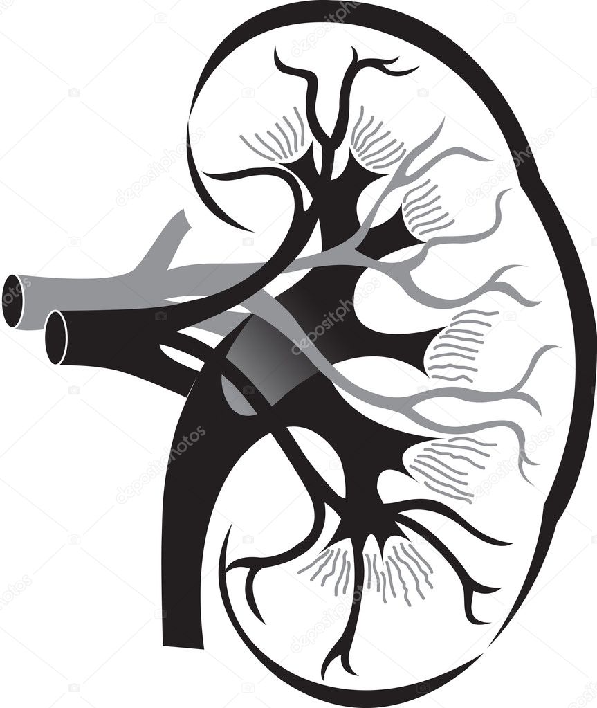 Illustration art kidney with isolated background