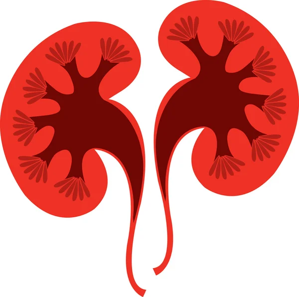 Logotipo del riñón — Archivo Imágenes Vectoriales