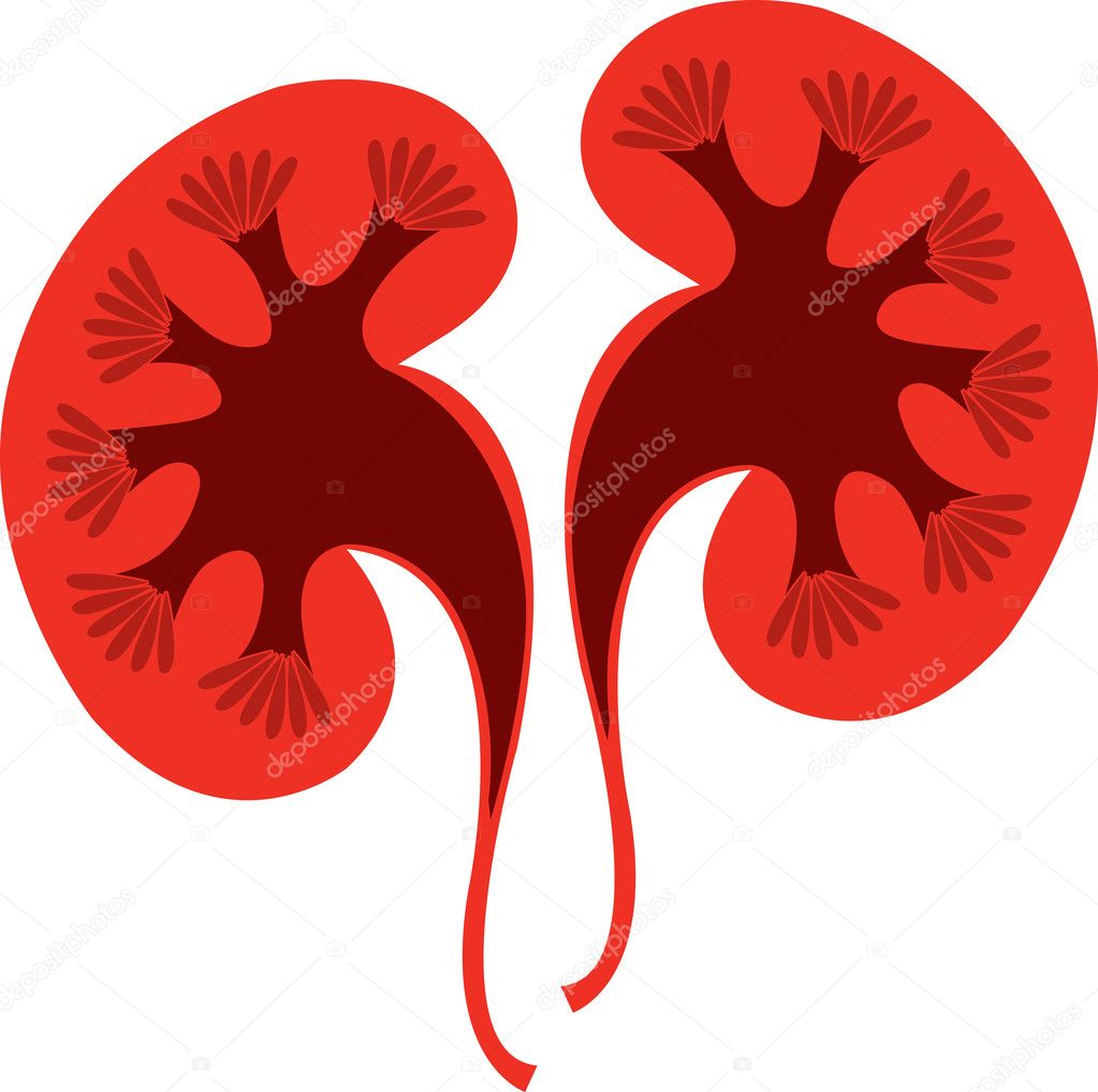 Kidney logo