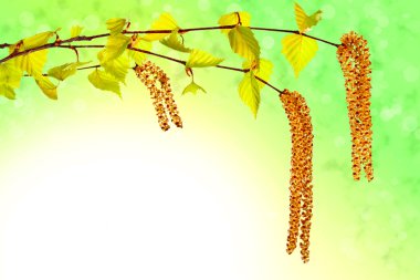 kedicikler ile çiçeklenme birch Bahar Dalı