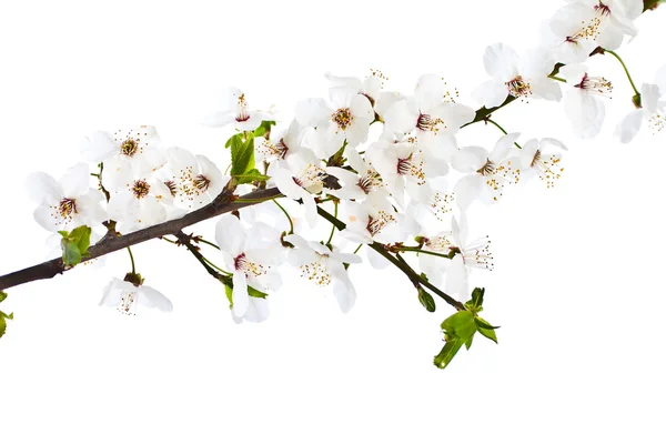 Blooming sprig of cherry. — Stock Photo, Image