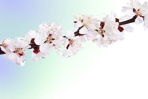 Blooming sprig of almond. — Stock Photo, Image