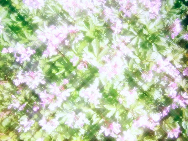 Αφηρημένο φόντο λουλουδιών — Φωτογραφία Αρχείου