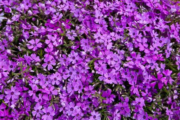 Stock image Spring flowers