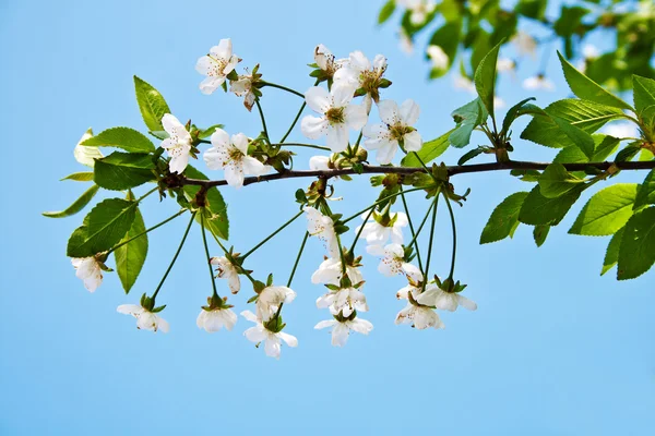 Cherry blossom branch — Stock Photo, Image