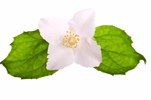 Flower of jasmine. — Stock Photo, Image