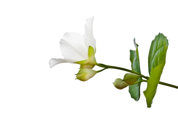 Цветок жасмина . — стоковое фото