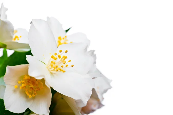 Flower of jasmine. — Stock Photo, Image