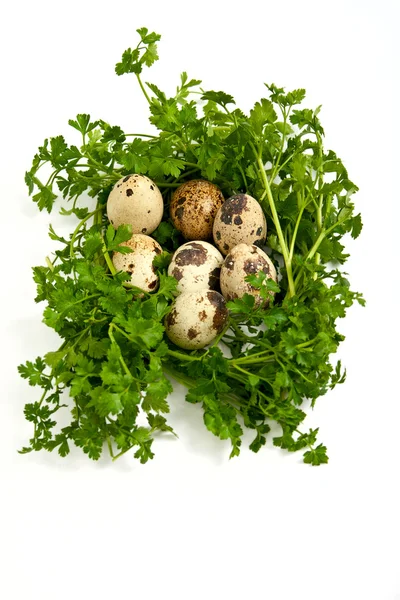 Uova di quaglia con vegetazione . — Foto Stock