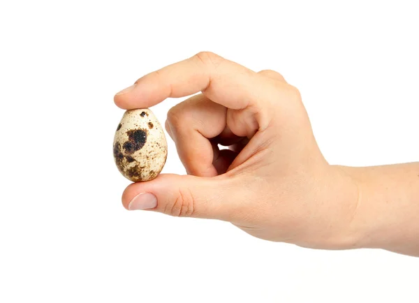 Mano de mujer con huevo de codorniz . —  Fotos de Stock