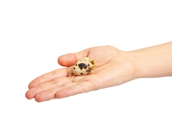 Woman hand with quail egg. — Stock Photo, Image