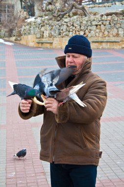 Old man with pigeons. clipart