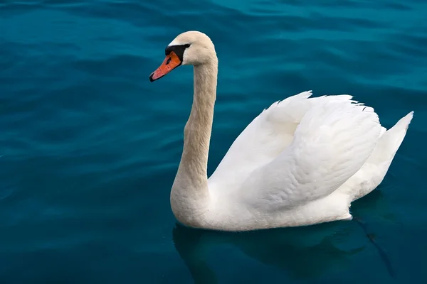 stock image White swan.