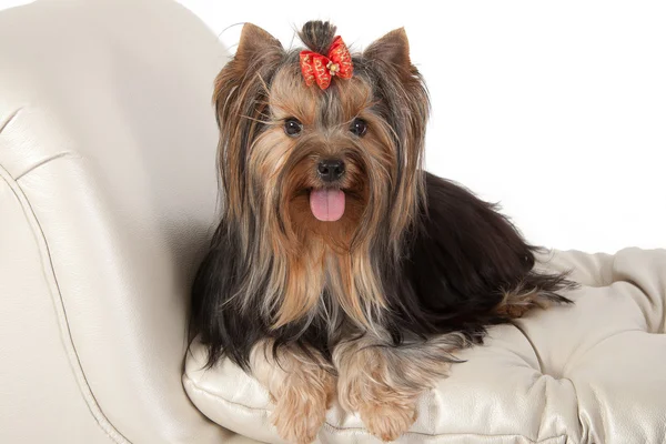Yorkshire terrier. — Stock Photo, Image