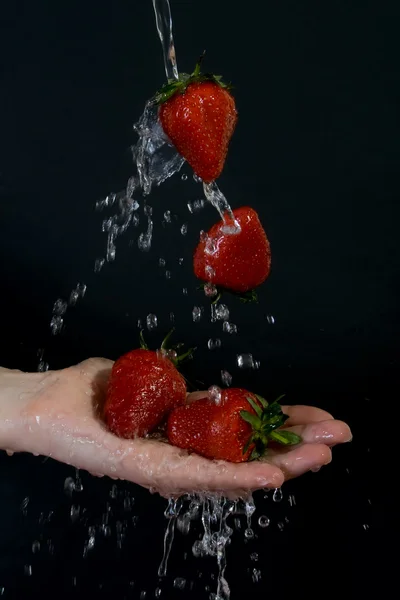 Erdbeeren in fließendem Wasser auf Palmen. — Stockfoto