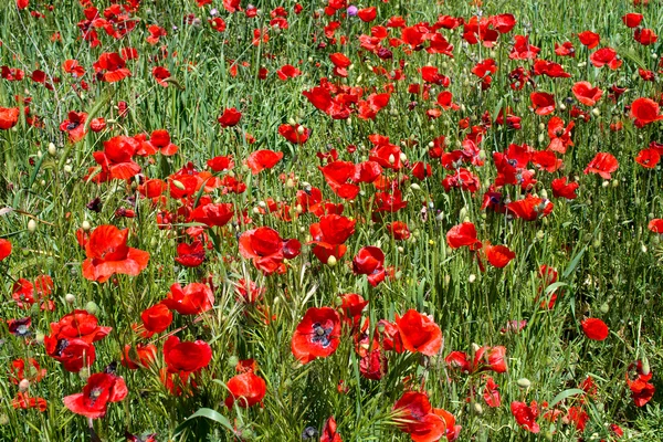 Stock image Red poppies