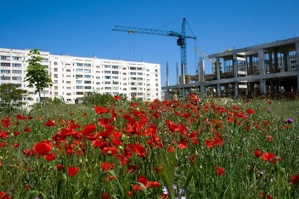 stock image Red poppies