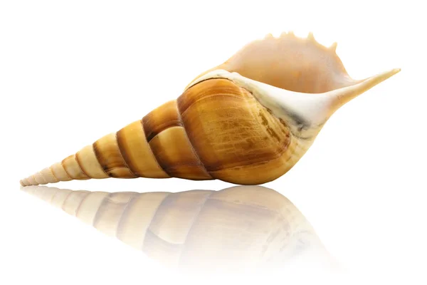 Sea Shell with reflection — Stock Photo, Image