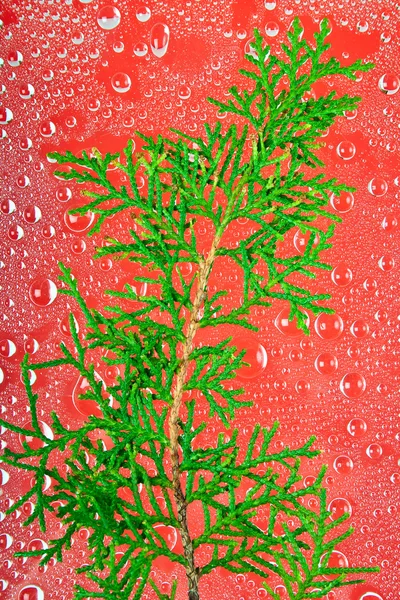 Zweig auf rotem abstrakten Hintergrund — Stockfoto