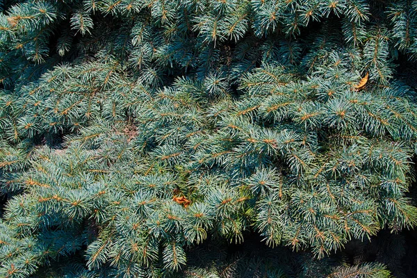 Árvore de abeto fundo abstrato — Fotografia de Stock
