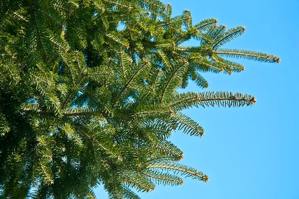 Меховое дерево над синим небом — стоковое фото