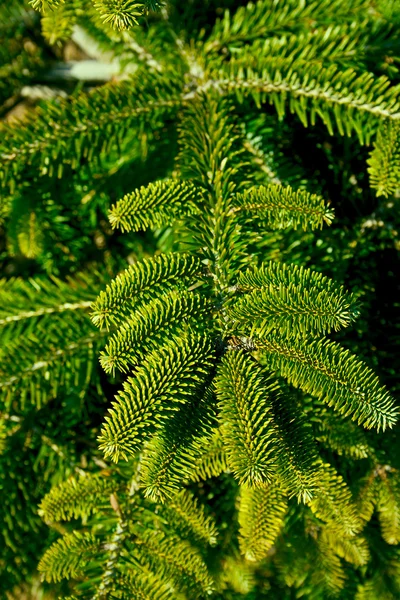 stock image Fir tree abstract background