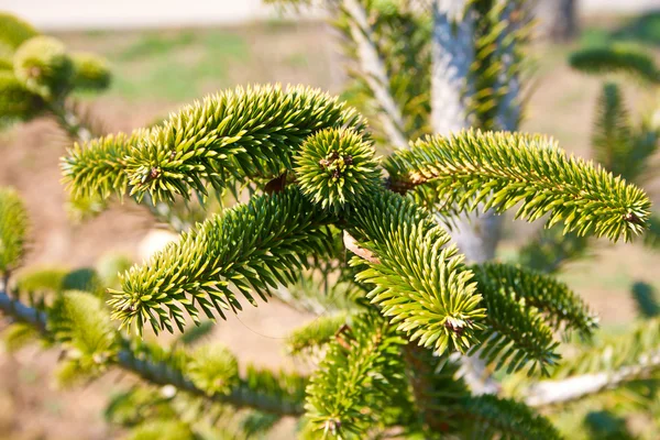 Fir tree abstract background — Stock Photo, Image