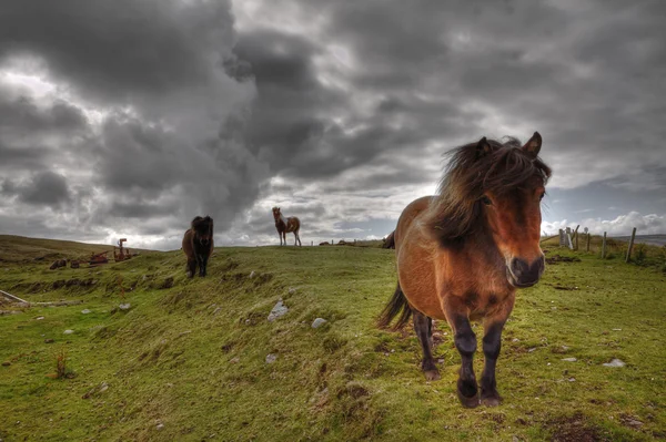 Tough Shetland pônei — Fotografia de Stock