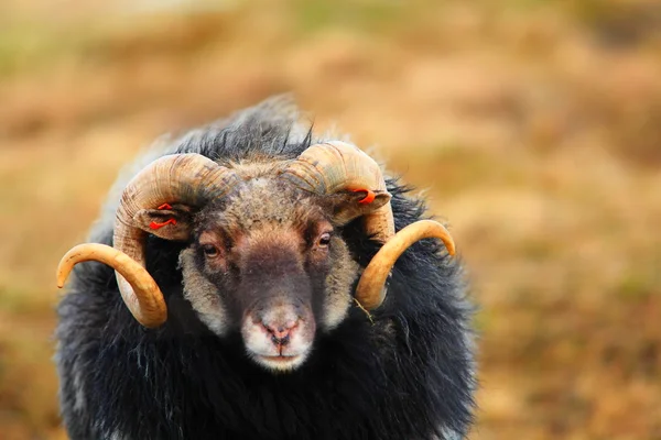 Carneiro ovino — Fotografia de Stock