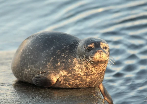 stock image Sealion