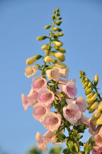 Spike fingerborgsblomma blommor — Stockfoto