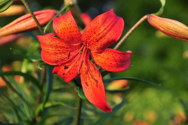 stock image Orange Tiger Lily