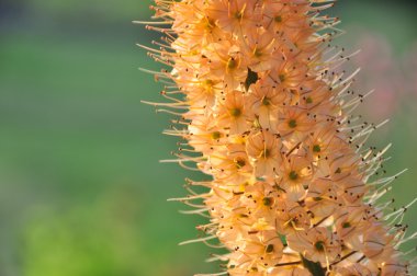 sarı turuncu tilki kuyruğu lily spike