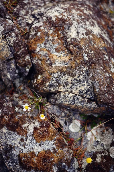 Stock image Wildflowers In Lichen Covered Rocks