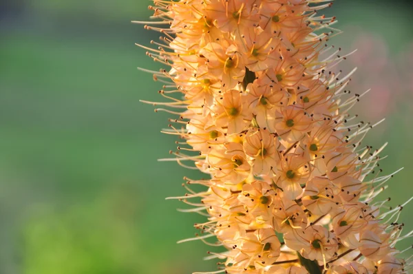 stock image Yellow Orange Foxtail Lily Spike