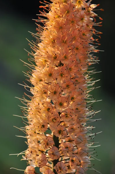 stock image Orange Eremerus Foxtail Lily Spike