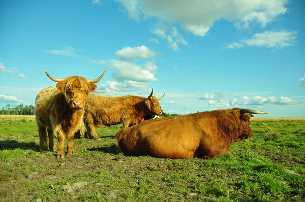 Highland Cattle On Skyline — Stock Photo, Image