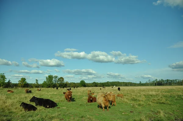 Herd Of Highland Cattle — Stock Photo, Image